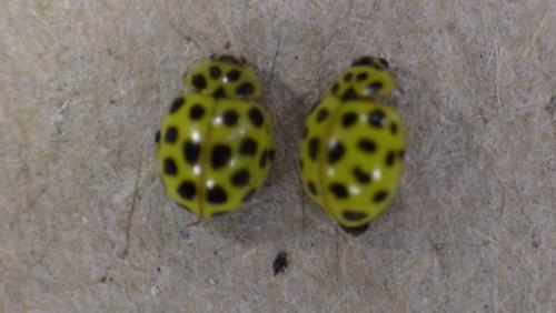 Psyllobora vigintiduopunctata